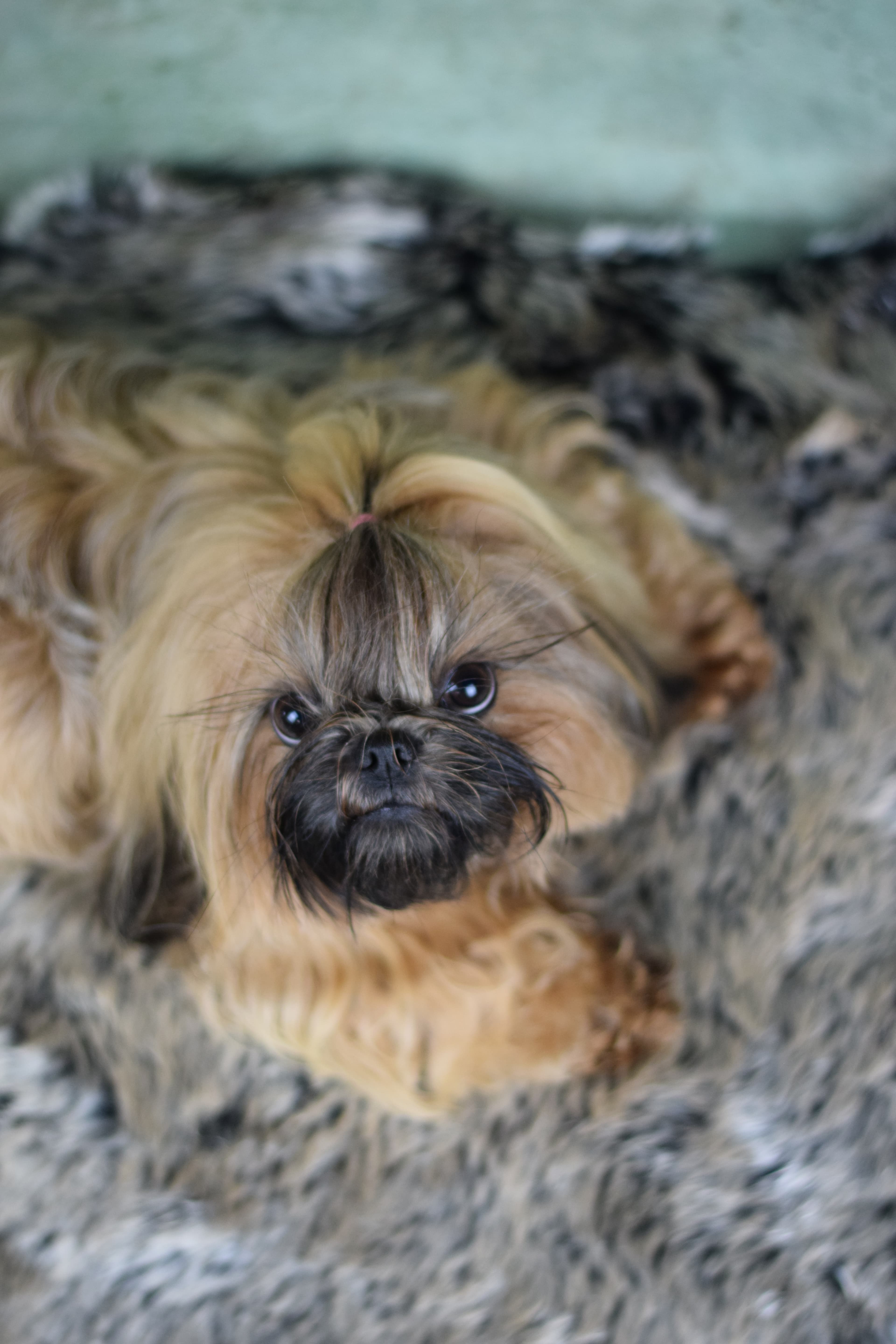 Shih Tzu