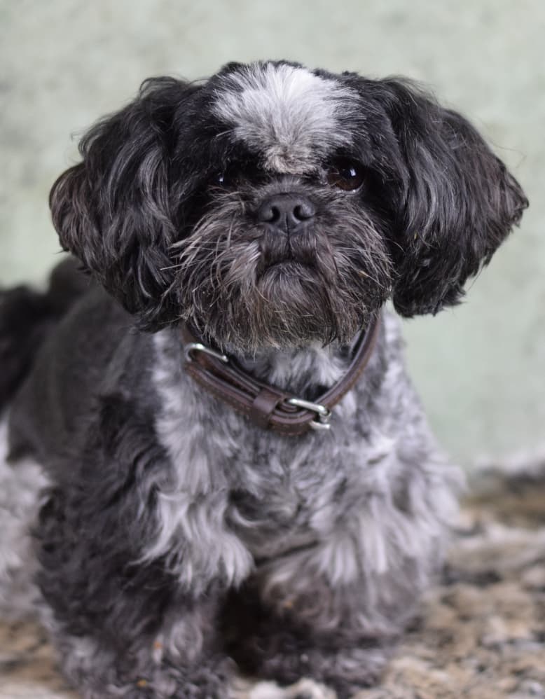 Shih Tzu